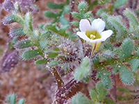 Phacelia ivesiana