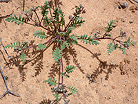 Plant on sand