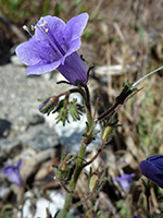 Blue-purple flower, Blue-purple flower of phacelia minor, in Tubb Canyon, Anza Borrego Desert State Park, California