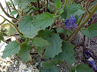 Toothed leaves, Toothed leaves of phacelia minor, in Tubb Canyon, Anza Borrego Desert State Park, California