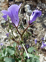 Glandular hairs, Glandular hairs on the calyces and stems - phacelia minor in Tubb Canyon, Anza Borrego Desert State Park, California