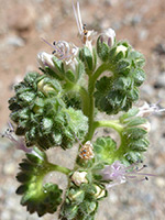 Palmer's Phacelia