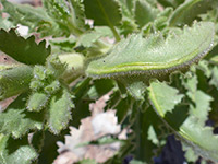 Hairy leaves