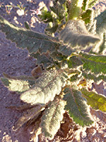 Toothed leaves