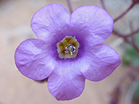 Beautiful phacelia