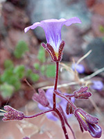 Beautiful Phacelia