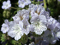 Phacelia ramosissima