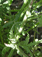 Stems and leaves