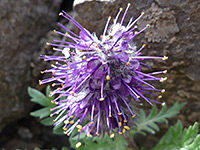 Phacelia sericea