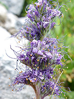 Purple flowers