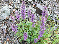 Flowering stems