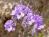 Pink flowers