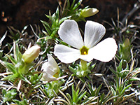 Phlox hoodii