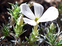 Spiny Phlox