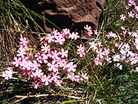 Long Leaved Phlox