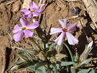 Phlox longifolia