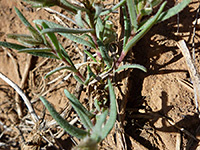 Narrow leaves