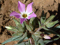 Flower and leaves