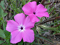 Phlox mesoleuca