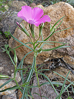 Threadleaf Phlox