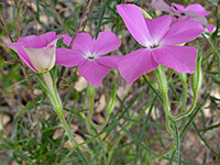 Three pink flowers