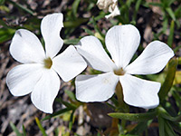 Phlox multiflora