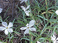 Rocky Mountain Phlox