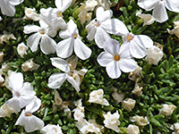 Phlox pulvinata