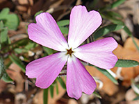 Showy phlox