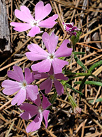 Calyces and corollas