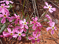 Phlox stansburyi