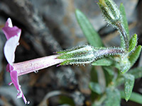 Cold-Desert Phlox