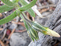 Upper stem leaves