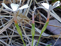 Three flowers