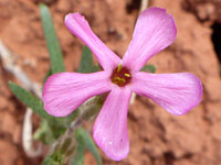 Cold-desert phlox