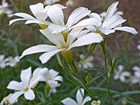 Phlox tenuifolia