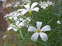 Grooved petals