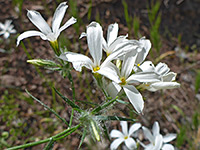 White petals