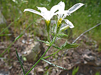 Green calyces