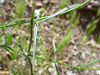 Long, linear leaves