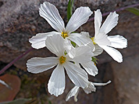 Santa Catalina mountain phlox