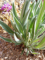 Hairy leaves