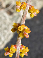 Desert mistletoe