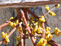 Inflorescence