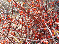 Desert Mistletoe