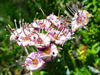 Red Mountain Heather