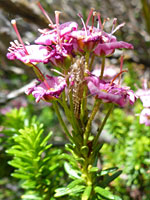 Long-stalked flowers