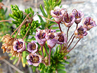 Withered flowers