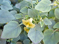 Flower and leaves