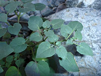 Dull green leaves